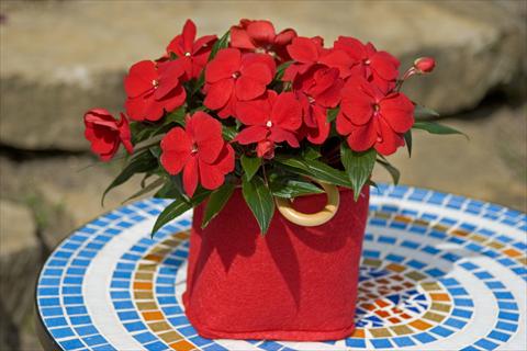 Photo de variété de fleurs à utiliser comme: Pot, Plante à massif, patio, Suspension Impatiens N. Guinea Sonic® Deep Red