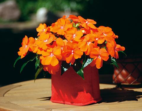 Photo de variété de fleurs à utiliser comme: Pot, Plante à massif, patio, Suspension Impatiens N. Guinea Sonic® Orange Improved
