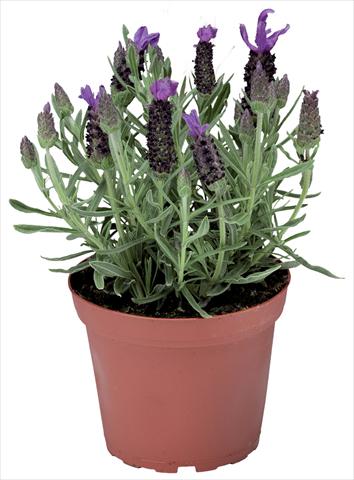 Photo de variété de fleurs à utiliser comme: Pot et Plante à massif Lavandula stoechas Javelin™ Compact Blue