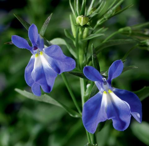 Photo de variété de fleurs à utiliser comme: Pot, Plante à massif, patio, Suspension Lobelia erinus Laguna® Compact Blue With Eye