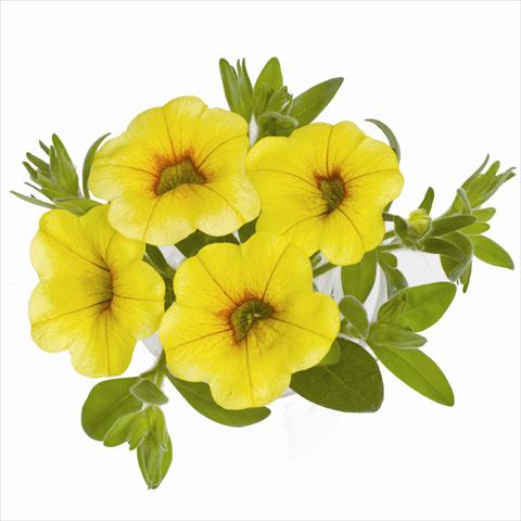 Photo de variété de fleurs à utiliser comme: Suspension / pot Calibrachoa RED FOX Aloha® Yellow