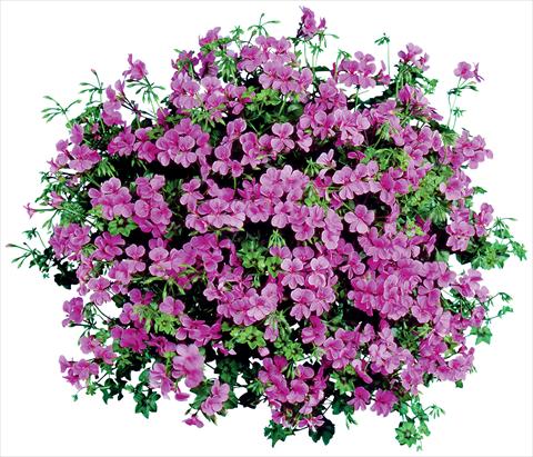 Photo de variété de fleurs à utiliser comme: Pot, patio, Suspension Pelargonium peltatum Blizzard Blue