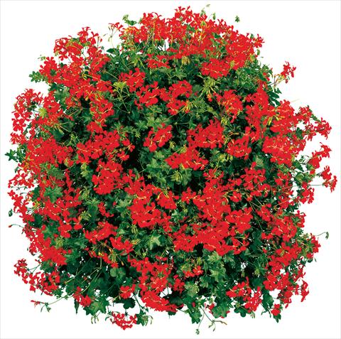 Photo de variété de fleurs à utiliser comme: Pot, patio, Suspension Pelargonium peltatum Cascade® Feuer