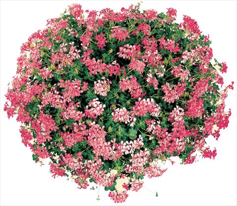 Photo de variété de fleurs à utiliser comme: Pot, patio, Suspension Pelargonium peltatum Cascade® Sofie