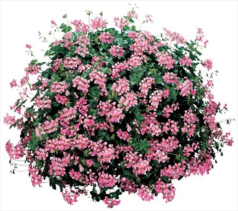 Photo de variété de fleurs à utiliser comme: Pot, patio, Suspension Pelargonium peltatum Cascade® Ville De Paris