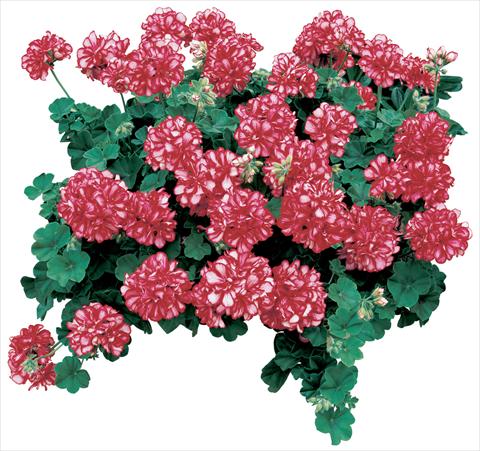 Photo de variété de fleurs à utiliser comme: Pot, patio, Suspension Pelargonium peltatum Corriente Arctic Red