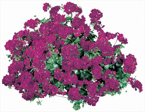 Photo de variété de fleurs à utiliser comme: Pot, patio, Suspension Pelargonium peltatum Corriente Lulu