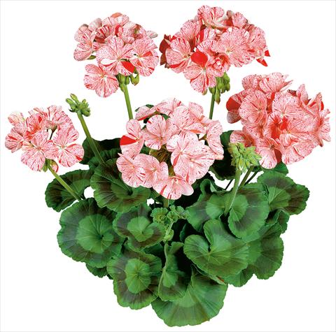Photo de variété de fleurs à utiliser comme: Pot, Plante à massif, patio Pelargonium zonale Avenida® Mosaic Red