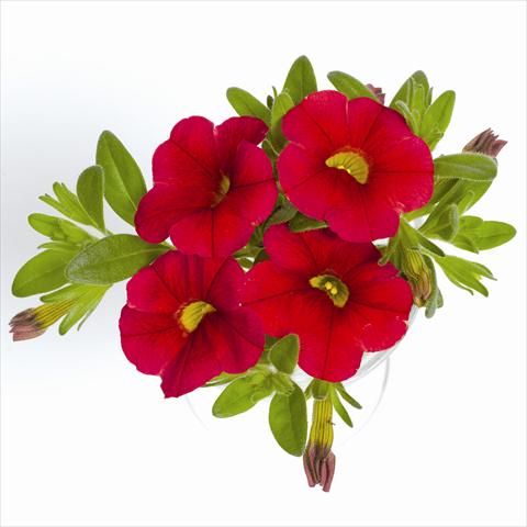 Photo de variété de fleurs à utiliser comme: Suspension / pot Calibrachoa RED FOX Aloha® Red