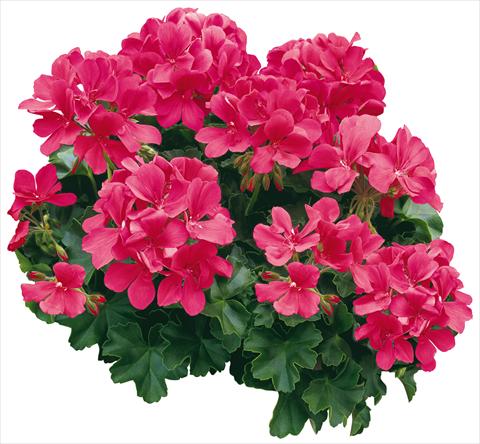 Photo de variété de fleurs à utiliser comme: Pot, Plante à massif, patio Pelargonium zonale Caliente® Coral