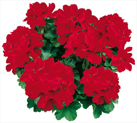Photo de variété de fleurs à utiliser comme: Pot, Plante à massif, patio Pelargonium zonale Caliente® Deep Red
