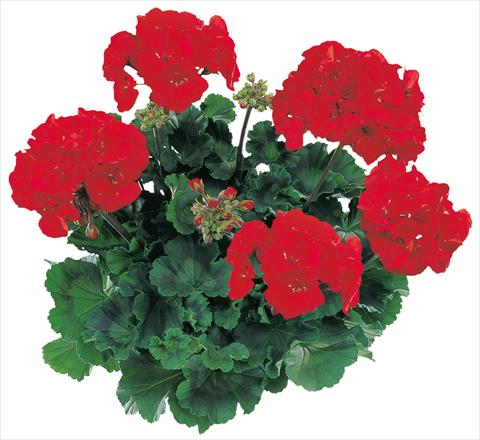 Photo de variété de fleurs à utiliser comme: Pot, Plante à massif, patio Pelargonium zonale Tango® Dark Red