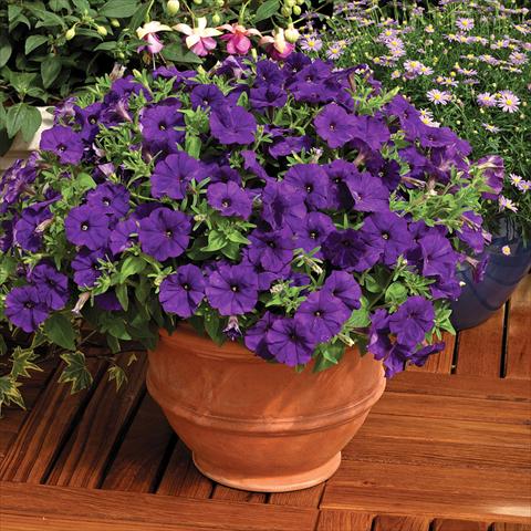 Photo de variété de fleurs à utiliser comme: Pot et Plante à massif Petunia milliflora Picobella F1 Blue