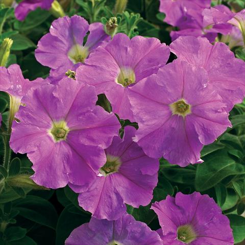 Photo de variété de fleurs à utiliser comme: Pot et Plante à massif Petunia milliflora Picobella F1 Light Lavender