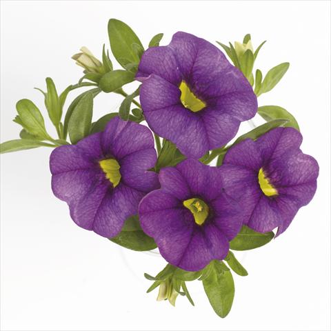 Photo de variété de fleurs à utiliser comme: Suspension / pot Calibrachoa RED FOX Aloha® Purple