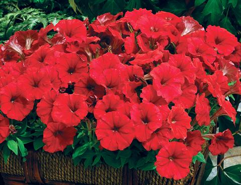 Photo de variété de fleurs à utiliser comme: Pot et Plante à massif Petunia milliflora Picobella F1 Red