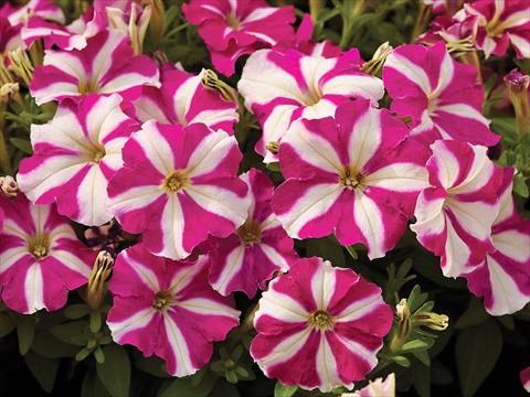 Photo de variété de fleurs à utiliser comme: Pot et Plante à massif Petunia milliflora Picobella F1 Rose Star