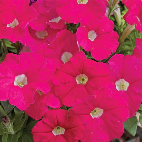 Photo de variété de fleurs à utiliser comme: Pot et Plante à massif Petunia milliflora Picobella F1 Rose