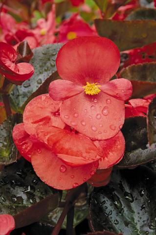 Photo de variété de fleurs à utiliser comme: Pot et Plante à massif Begonia x benariensis BIG Red with Bronze leaf Improved