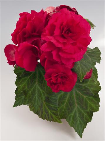Photo de variété de fleurs à utiliser comme: Pot, Plante à massif, patio, Suspension Begonia tuberhybrida NonStop® Deep Rose