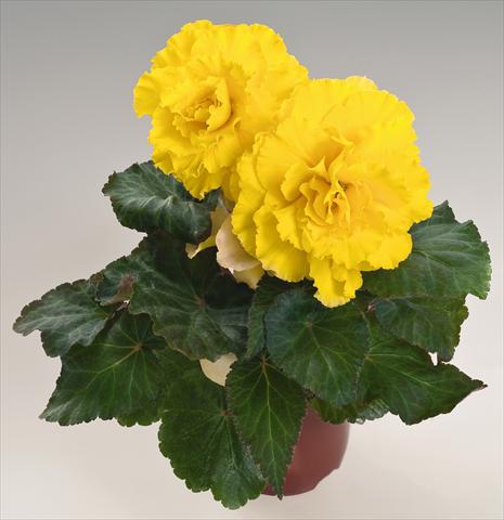 Photo de variété de fleurs à utiliser comme: Pot, Plante à massif, patio, Suspension Begonia tuberhybrida NonStop® Yellow with Red Back