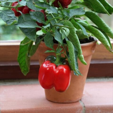 Photo de variété de fleurs à utiliser comme: Pot et Plante à massif Capsicum annuum Redskin Pepper