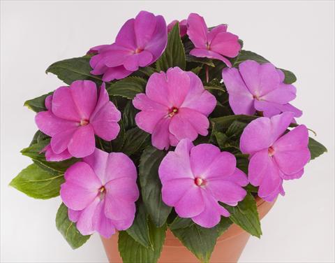 Photo de variété de fleurs à utiliser comme: Pot, Plante à massif, patio, Suspension Impatiens N. Guinea pac® Impacio® Lavender Pink