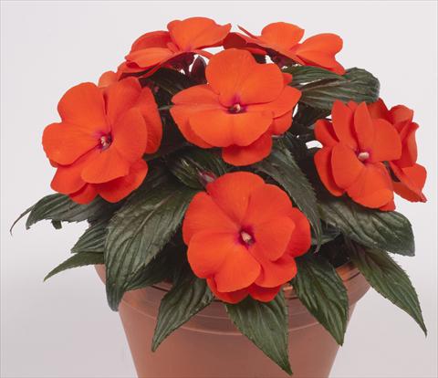 Photo de variété de fleurs à utiliser comme: Pot, Plante à massif, patio, Suspension Impatiens N. Guinea pac® Impacio® Orange