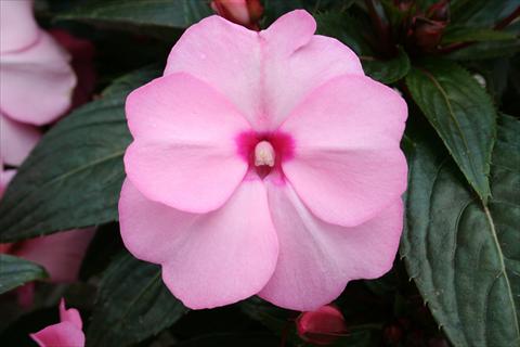 Photo de variété de fleurs à utiliser comme: Pot, Plante à massif, patio, Suspension Impatiens N. Guinea pac® Impacio® Soft Pink