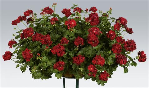 Photo de variété de fleurs à utiliser comme: Pot, patio, Suspension Pelargonium peltatum pac® Kate