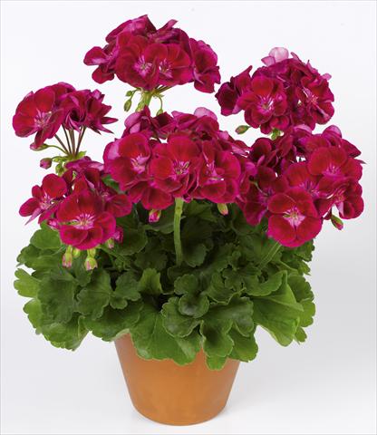 Photo de variété de fleurs à utiliser comme: Pot, Plante à massif, patio Pelargonium zonale pac® Flower Fairy® Velvet