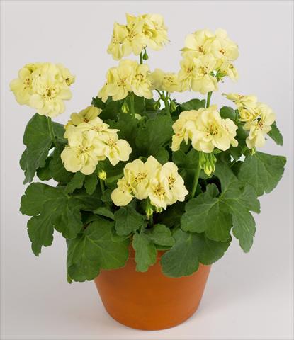 Photo de variété de fleurs à utiliser comme: Pot, Plante à massif, patio Pelargonium zonale pac® First Yellow Improved