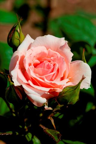 Photo de variété de fleurs à utiliser comme: Plante à massif/ plante de bordure Rosa paesaggistica Donatella®