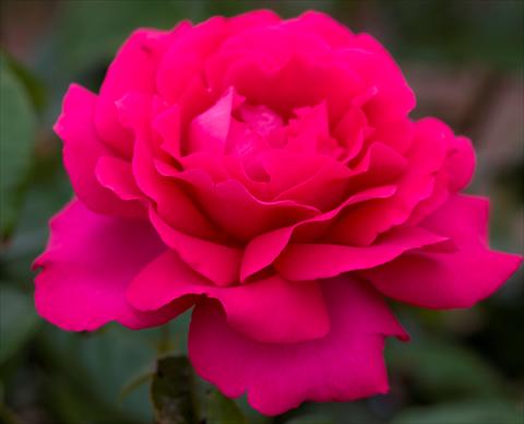 Photo de variété de fleurs à utiliser comme: Plante à massif/ plante de bordure Rosa paesaggistica Velasquez®