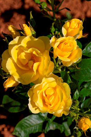 Photo de variété de fleurs à utiliser comme: Plante à massif/ plante de bordure Rosa rampicante Gp Happiness®