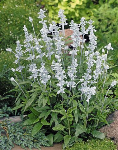 Photo de variété de fleurs à utiliser comme: Plante à massif/ plante de bordure Salvia farinacea Evolution® White