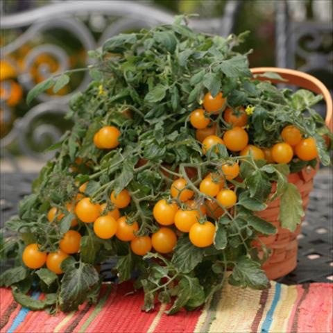 Photo de variété de fleurs à utiliser comme: Pot, Plante à massif, patio Solanum lycopersicum (pomodoro) Tumbling Junior