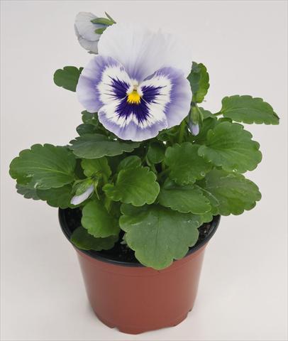 Photo de variété de fleurs à utiliser comme: Pot et Plante à massif Viola wittrockiana Inspire® Blue Angel