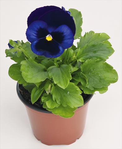 Photo de variété de fleurs à utiliser comme: Pot et Plante à massif Viola wittrockiana Inspire® Blue Velvet