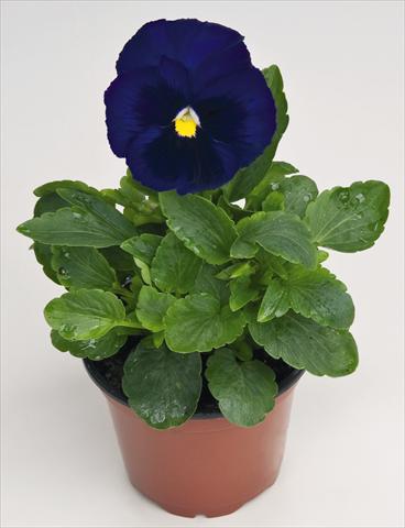 Photo de variété de fleurs à utiliser comme: Pot et Plante à massif Viola wittrockiana Inspire® Deep Blue with Blotch