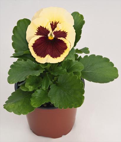 Photo de variété de fleurs à utiliser comme: Pot et Plante à massif Viola wittrockiana Inspire® Lemon with Red Blotch
