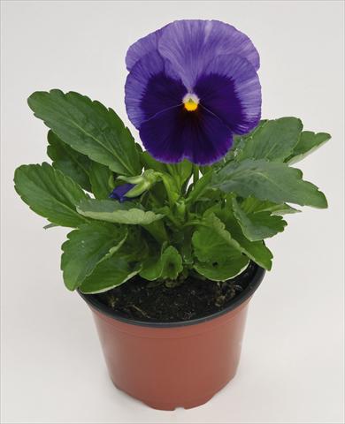 Photo de variété de fleurs à utiliser comme: Pot et Plante à massif Viola wittrockiana Inspire® Lilac with Blotch