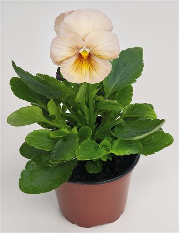 Photo de variété de fleurs à utiliser comme: Pot et Plante à massif Viola wittrockiana Inspire® Peach Shades Improved