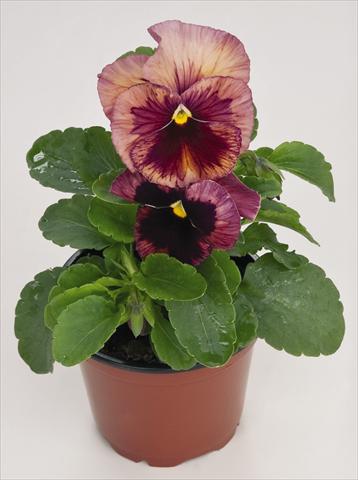 Photo de variété de fleurs à utiliser comme: Pot et Plante à massif Viola wittrockiana Inspire® Terracotta