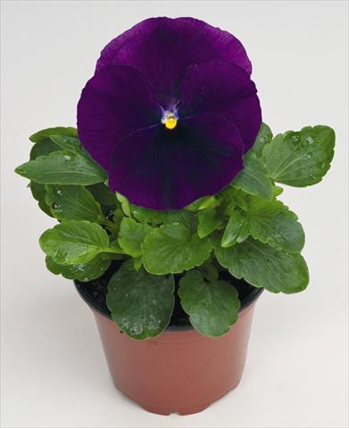 Photo de variété de fleurs à utiliser comme: Pot et Plante à massif Viola wittrockiana Thriller® F1 Purple