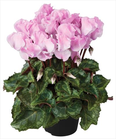 Photo de variété de fleurs à utiliser comme: Pot et Plante à massif Cyclamen persicum Super Serie® Jive® F1 Neon Flamed
