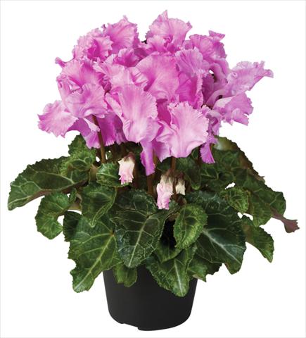 Photo de variété de fleurs à utiliser comme: Pot et Plante à massif Cyclamen persicum Super Serie® Jive® F1 Violet Flamed
