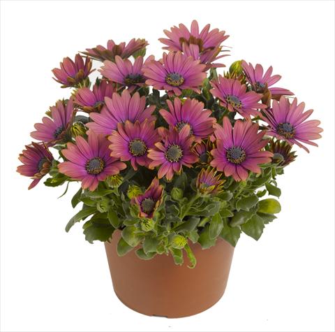 Photo de variété de fleurs à utiliser comme: Pot et Plante à massif Osteospermum RED FOX Summertime® Blueberry