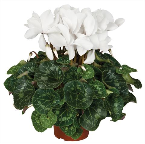 Photo de variété de fleurs à utiliser comme: Pot et Plante à massif Cyclamen persicum Super Serie® Mammoth® F1 Cream White