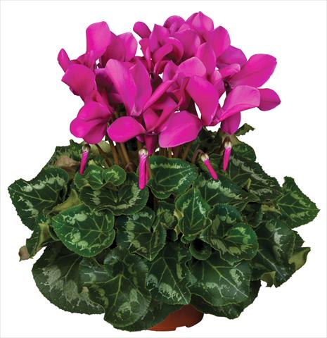 Photo de variété de fleurs à utiliser comme: Pot et Plante à massif Cyclamen persicum Super Serie® Mammoth® F1 Dark Violet